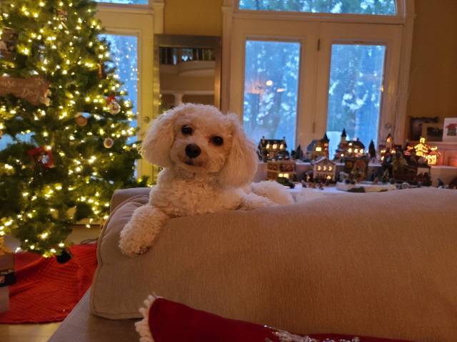 Houzz Call: Show Us Your Fun and Festive Holiday Pets