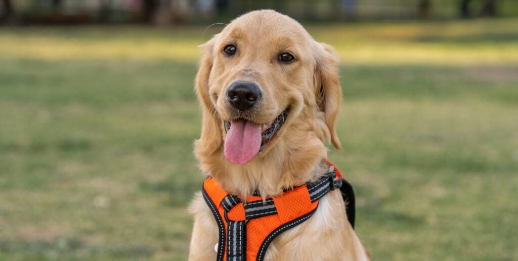 Unauthorized Pets in Rentals: What They Cost Landlords